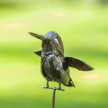 IJsvogel