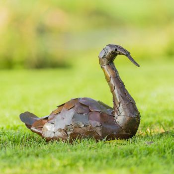 Zwaan