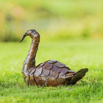 Zwaan