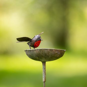 Roodborst Schaal