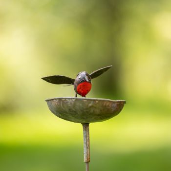 Roodborst Schaal