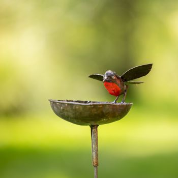 Roodborst Schaal