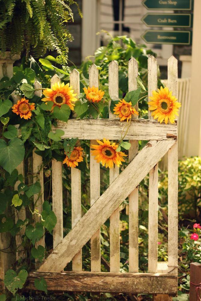 Zonnebloemen zijn een uitstekende keus voor een diervriendelijke tuin